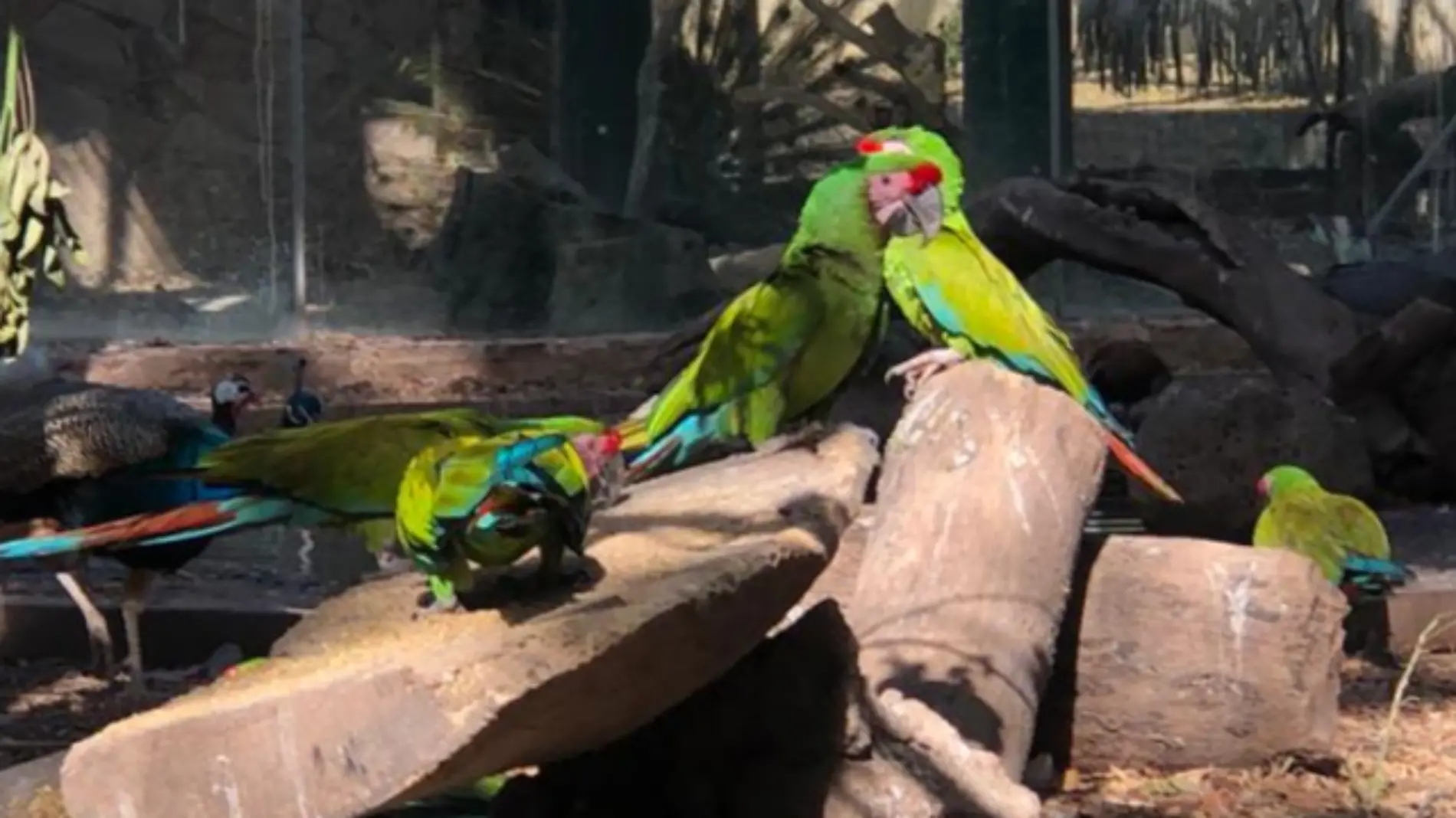 Zoológico aves guacamaya